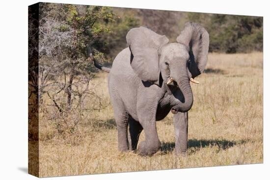 Baby Elephant III-Howard Ruby-Premier Image Canvas