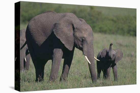 Baby Elephant Trumpeting at Mother-DLILLC-Premier Image Canvas