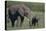 Baby Elephant Trumpeting at Mother-DLILLC-Premier Image Canvas