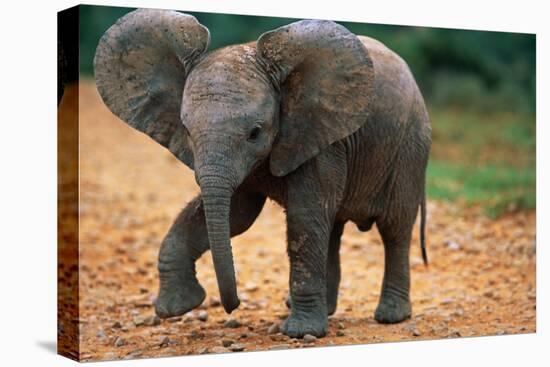 Baby Elephant Walking-null-Premier Image Canvas