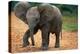 Baby Elephant Walking-null-Premier Image Canvas