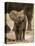 Baby Elephant-Martin Harvey-Premier Image Canvas