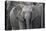 Baby Elephant-Karine Aigner-Premier Image Canvas