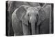 Baby Elephant-Karine Aigner-Premier Image Canvas