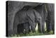 Baby Elephant-Karine Aigner-Premier Image Canvas