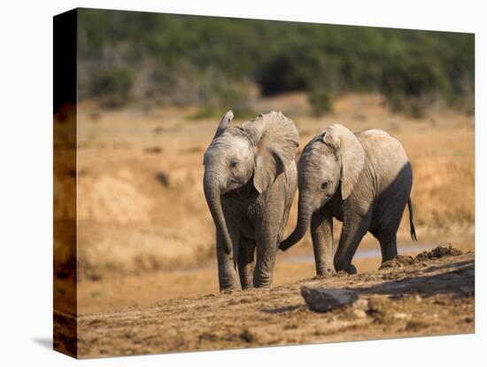 Baby Elephants, Playing in Addo Elephant National Park, South Africa-Steve & Ann Toon-Premier Image Canvas