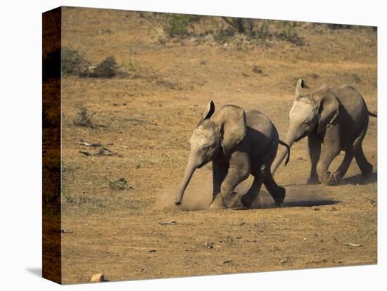 Baby Elephants, Running Towards Water in Addo Elephant National Park, South Africa-Steve & Ann Toon-Premier Image Canvas