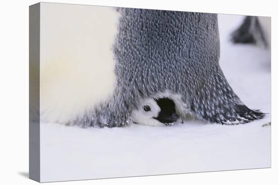 Baby Emperor Penguin Warming beneath an Adult-DLILLC-Premier Image Canvas