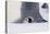 Baby Emperor Penguin Warming beneath an Adult-DLILLC-Premier Image Canvas