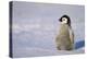 Baby Emperor Penguin-DLILLC-Premier Image Canvas