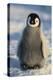 Baby Emperor Penguin-DLILLC-Premier Image Canvas