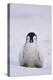 Baby Emperor Penguin-DLILLC-Premier Image Canvas