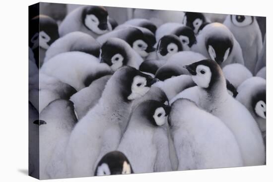 Baby Emperor Penguins-DLILLC-Premier Image Canvas