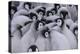 Baby Emperor Penguins-DLILLC-Premier Image Canvas
