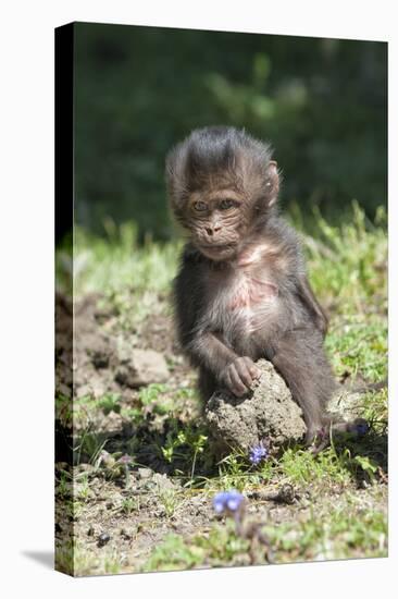 Baby Gelada Baboon (Theropithecus Gelada)-Gabrielle and Michel Therin-Weise-Premier Image Canvas