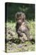 Baby Gelada Baboon (Theropithecus Gelada)-Gabrielle and Michel Therin-Weise-Premier Image Canvas