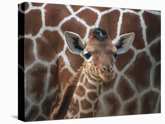 Baby Giraffe at Whipsnade Wild Animal Park Born, June 1996-null-Premier Image Canvas