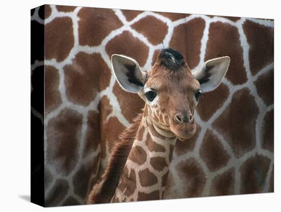 Baby Giraffe at Whipsnade Wild Animal Park-null-Premier Image Canvas