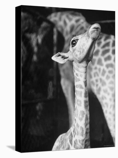 Baby Giraffe Taking a Look Around-Al Fenn-Premier Image Canvas