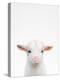 Baby Goat-Tai Prints-Premier Image Canvas