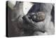 Baby Gorilla Cradling in Mother's Arms-DLILLC-Premier Image Canvas