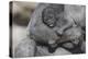 Baby Gorilla Cradling in Mother's Arms-DLILLC-Premier Image Canvas