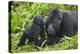Baby Gorilla Kisses Silverback Male-null-Premier Image Canvas