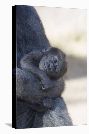 Baby Gorilla Sleeping in Mother's Arms-DLILLC-Premier Image Canvas