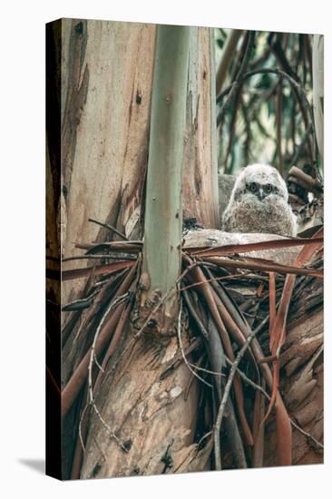 Baby Great Horned Owl in Eucalyptus, Berkeley California-Vincent James-Premier Image Canvas