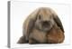 Baby Guinea Pig and Rabbit-Mark Taylor-Premier Image Canvas