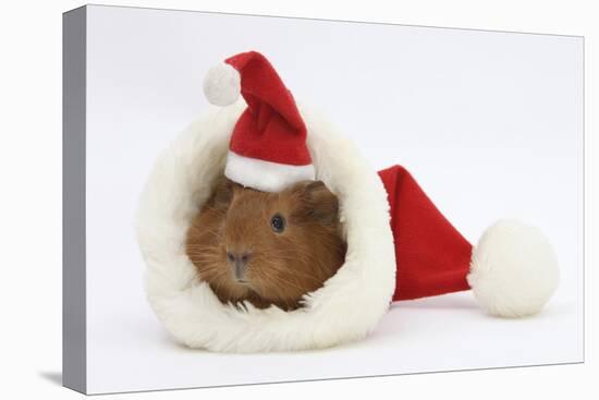 Baby Guinea Pig in and Wearing a Father Christmas Hat-Mark Taylor-Premier Image Canvas