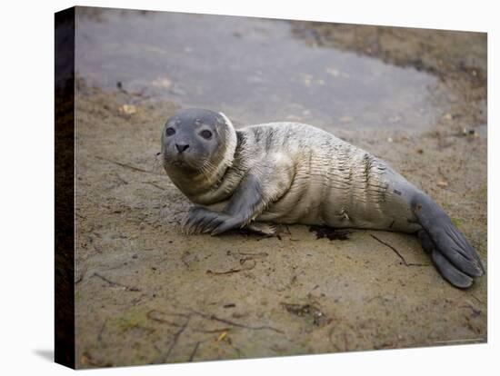 Baby Harbor Seal in Marquoit Bay, Brunswick, Maine, USA-Jerry & Marcy Monkman-Premier Image Canvas