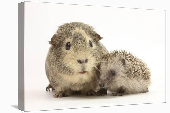 Baby Hedgehog (Erinaceous Europaeus) and Guinea Pig (Cavia Porcellus)-Mark Taylor-Premier Image Canvas