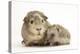 Baby Hedgehog (Erinaceous Europaeus) and Guinea Pig (Cavia Porcellus)-Mark Taylor-Premier Image Canvas