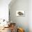 Baby Hedgehog (Erinaceus Europaeus) and Guinea Pig, Walking in Profile-Mark Taylor-Premier Image Canvas displayed on a wall