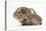 Baby Hedgehog (Erinaceus Europaeus) and Guinea Pig, Walking in Profile-Mark Taylor-Premier Image Canvas