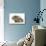 Baby Hedgehog (Erinaceus Europaeus) and Guinea Pig, Walking in Profile-Mark Taylor-Premier Image Canvas displayed on a wall