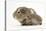 Baby Hedgehog (Erinaceus Europaeus) and Guinea Pig, Walking in Profile-Mark Taylor-Premier Image Canvas