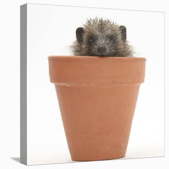 Baby Hedgehog (Erinaceus Europaeus) in a Flowerpot-Mark Taylor-Premier Image Canvas