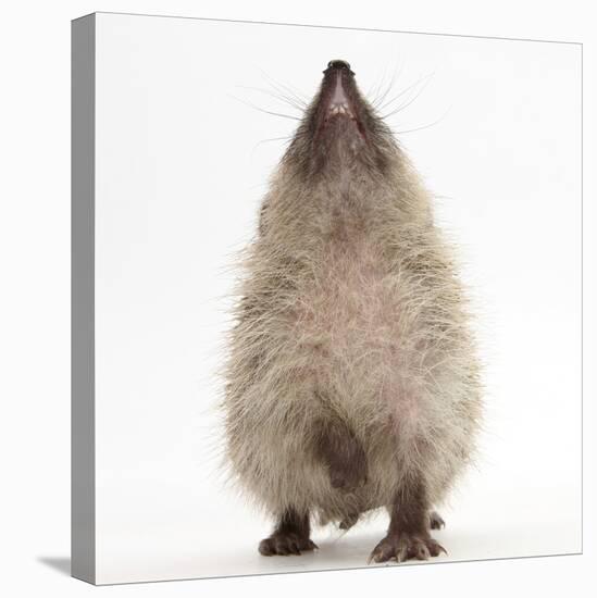 Baby Hedgehog (Erinaceus Europaeus), Nose Up, Sniffing the Air-Mark Taylor-Premier Image Canvas