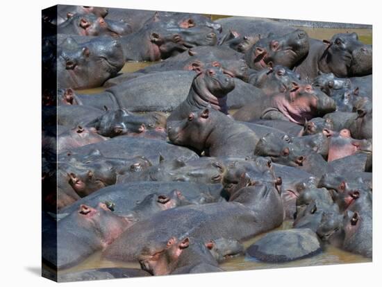 Baby Hippo Standing in the Middle of a Herd (Hippopotamus Amphibius), Masai Mara National Reserve, -Sergio Pitamitz-Premier Image Canvas