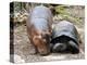 Baby Hippo Walks Along with its 'Mother', a Giant Male Aldabran Tortoise, at Mombasa Haller Park-null-Premier Image Canvas