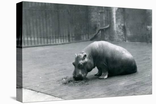 Baby Hippopotamus 'Joan' Eating at London Zoo, September 1920-Frederick William Bond-Premier Image Canvas