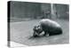 Baby Hippopotamus 'Joan' Eating at London Zoo, September 1920-Frederick William Bond-Premier Image Canvas