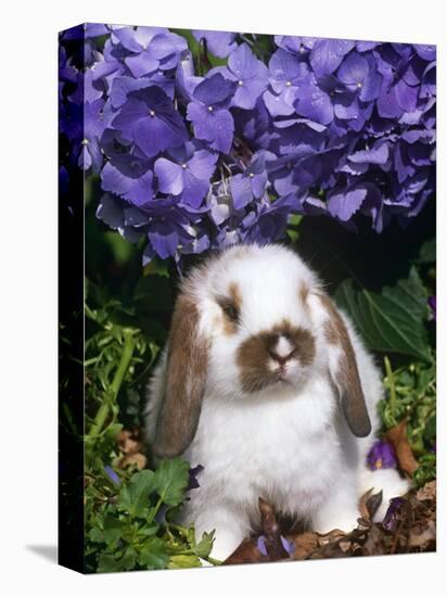 Baby Holland Lop Eared Rabbit, Amongst Hydrangeas, USA-Lynn M. Stone-Premier Image Canvas