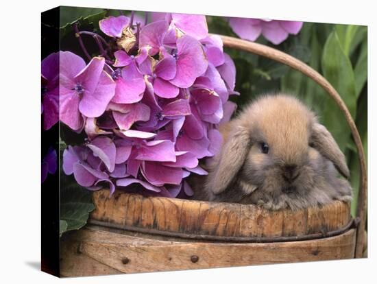Baby Holland Lop Eared Rabbit in Basket, USA-Lynn M. Stone-Premier Image Canvas