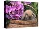 Baby Holland Lop Eared Rabbit in Basket, USA-Lynn M. Stone-Premier Image Canvas