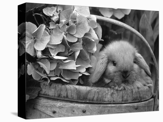 Baby Holland Lop Eared Rabbit in Basket, USA-Lynn M^ Stone-Premier Image Canvas