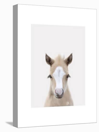 Baby Horse 1-Leah Straatsma-Stretched Canvas