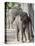 Baby Indian Elephant, Will be Trained to Carry Tourists, Bandhavgarh National Park, India-Tony Heald-Premier Image Canvas